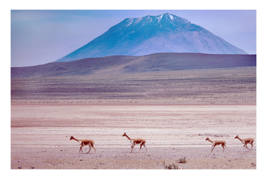 Vicunas in Southern Patagonia, Argentina