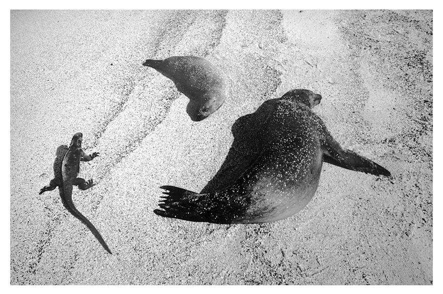 Galapagos, on the beach