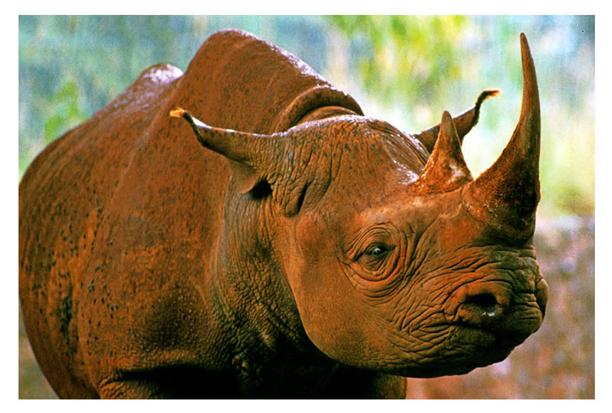 Rhino in Kenya during rain