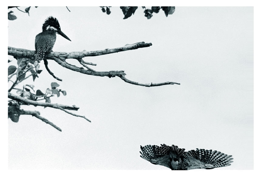 Kingfishers, Sariska National Park, Northern India