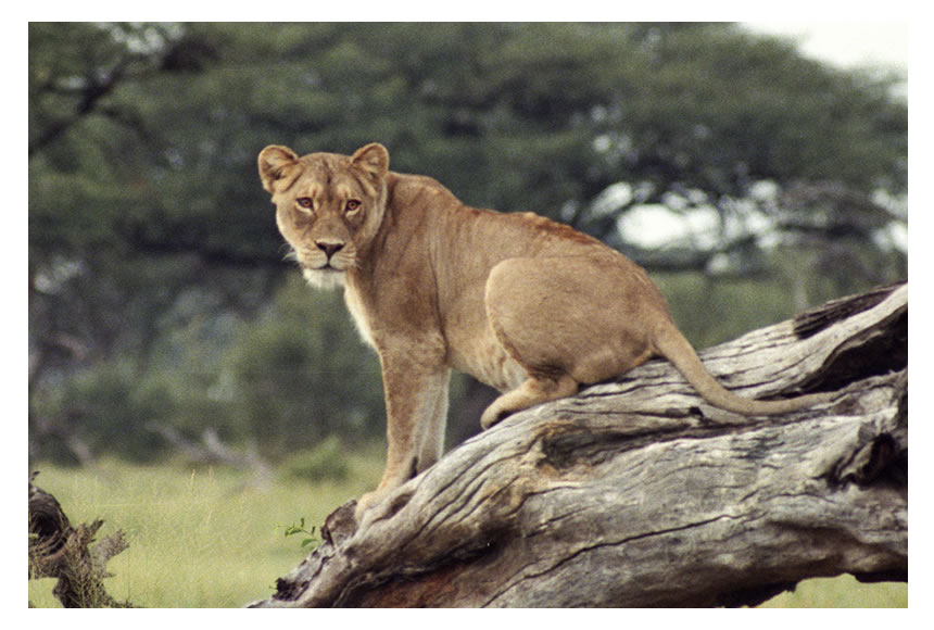 Lions in Chobe, Botswana