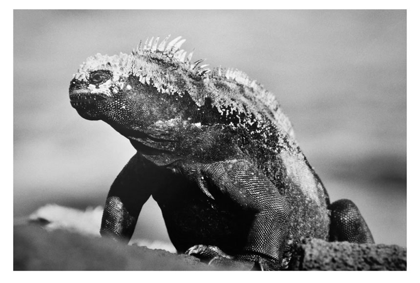 Marine Iguana, Galapagos Islands