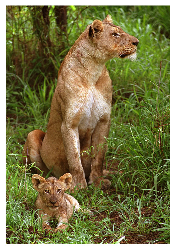 Lioness, Phinda Game Reserve, South Africa