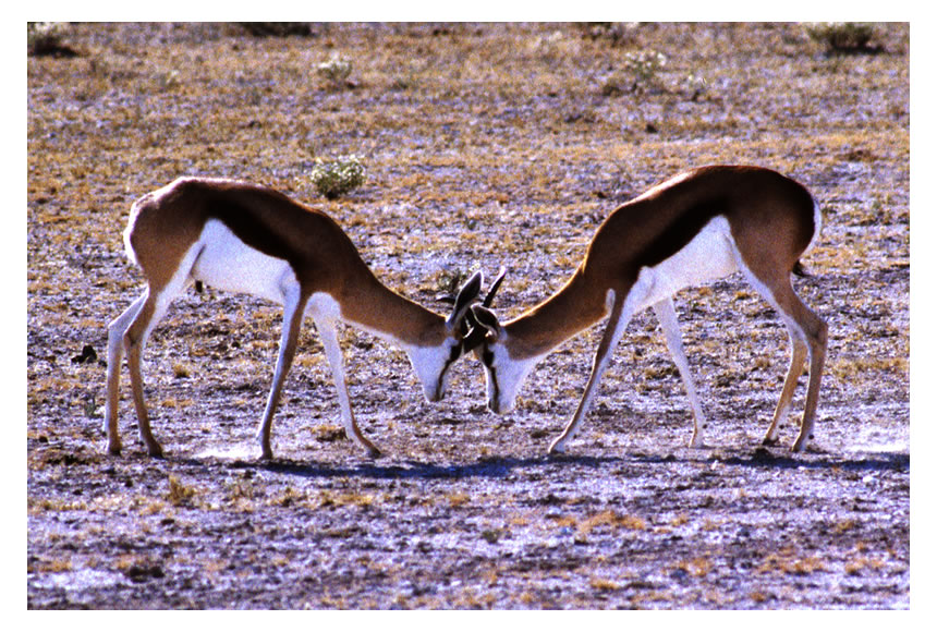 Samburu Game Reserve, Kenya
