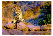Leopard in Luangwa Valley, Zambia
