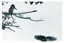 Kingfishers, Sariska National Park, Northern India