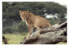 Lions in Chobe, Botswana