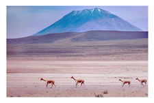 Vicunas in Southern Patagonia, Argentina