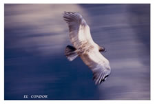 El condor, Colca Valley, <br />4500 m alt, Peru