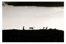 Cheetahs, Amboseli Game Reserve, Kenya