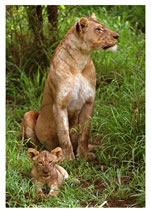 Lioness, Phinda Game Reserve, South Africa