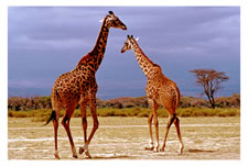 Amboseli Game Reserve, Kenya